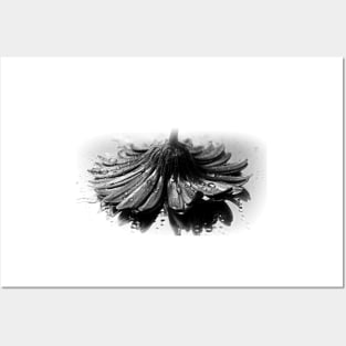 Flower #2 in Black and White. Posters and Art